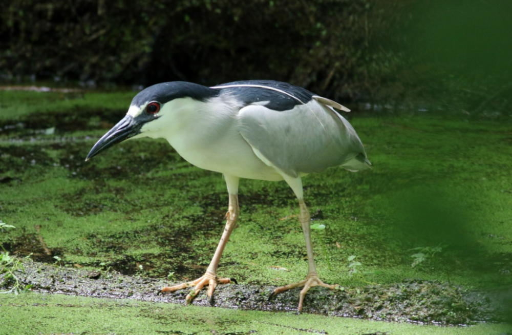 其实是鸟界顶级coser——夜鹭!