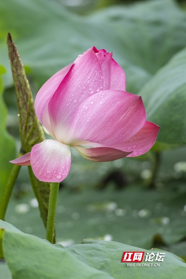 雨中西湖荷花图片