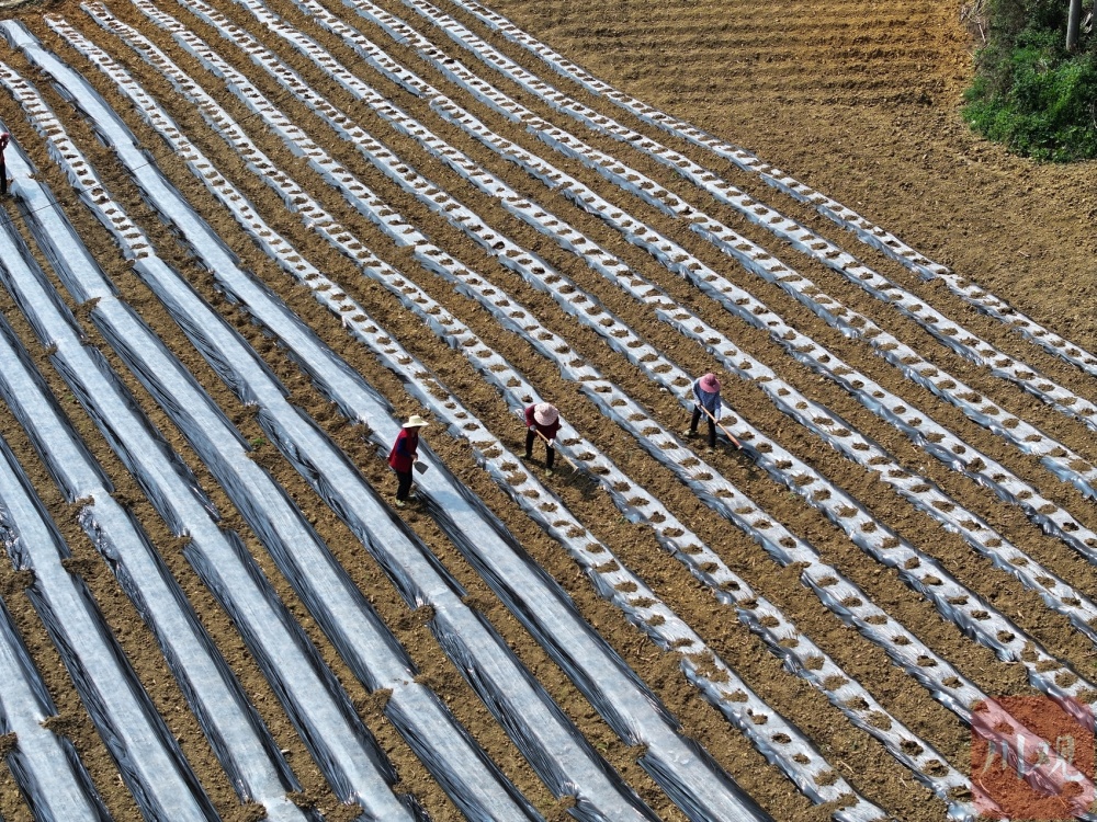 增产又增收古蔺县石宝镇建成近万亩高标准农田