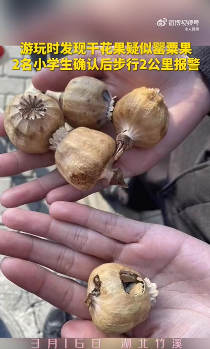 好样的2小学生游玩时发现干花果疑似罂粟步行2公里报警