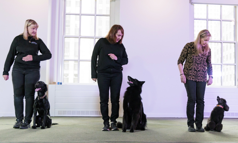 在美国纽约举行的威斯敏斯特犬展新闻发布会上拍摄的一只克罗福兰德犬