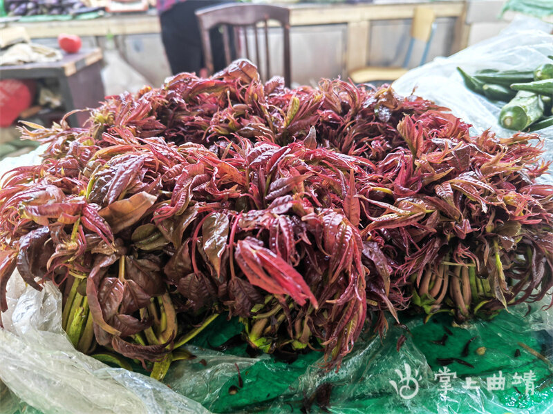 品尝舌尖上的春天曲靖大量时令春菜上市