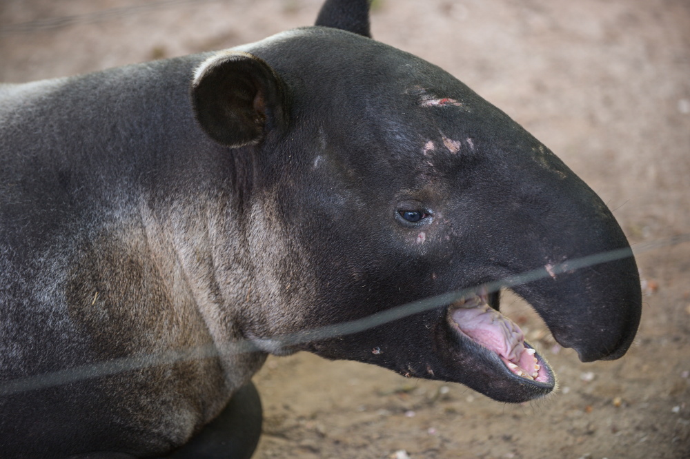 (外代二线)马来貘