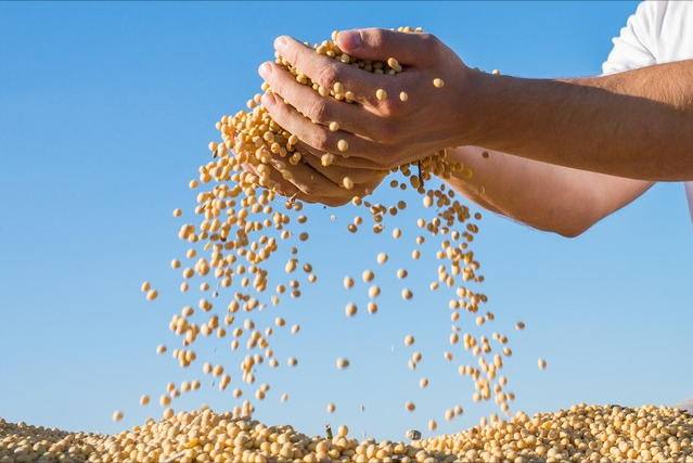 "泼天"大豆即将到港,油脂行情回归"熊市",答案没那么_