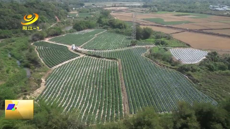 阳西蒲牌早春辣椒新鲜上市
