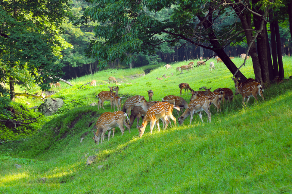 央视节目组来森工平山皇家鹿苑景区录制综艺了!