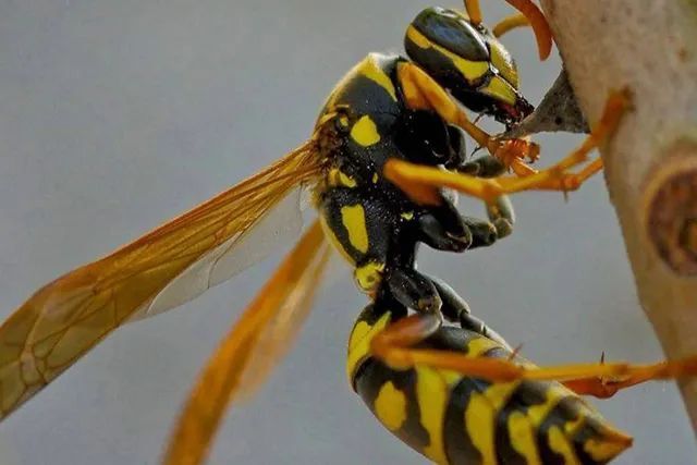 马蜂频繁扰民,如何安全度过高"蜂"期?