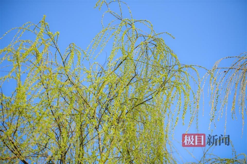 春回大地,垂柳发新芽迎春光_腾讯新闻