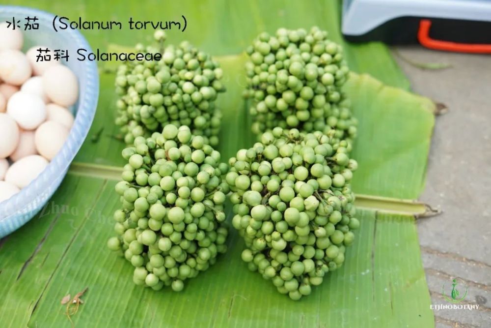 西双版纳防"晕菜"指南_腾讯新闻