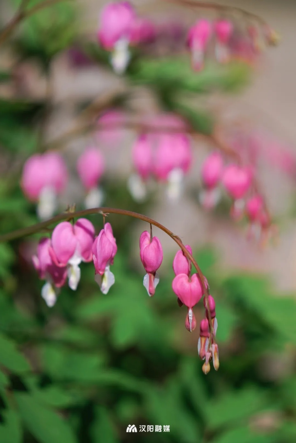 罕见爱心牡丹首次亮相就在汉阳