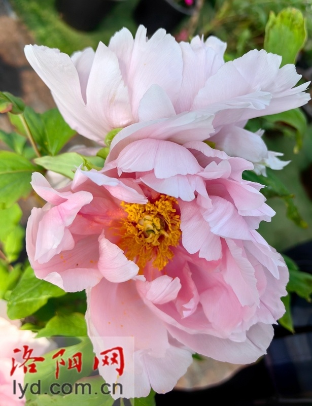 稀罕洛阳催花牡丹开出并蒂花组图