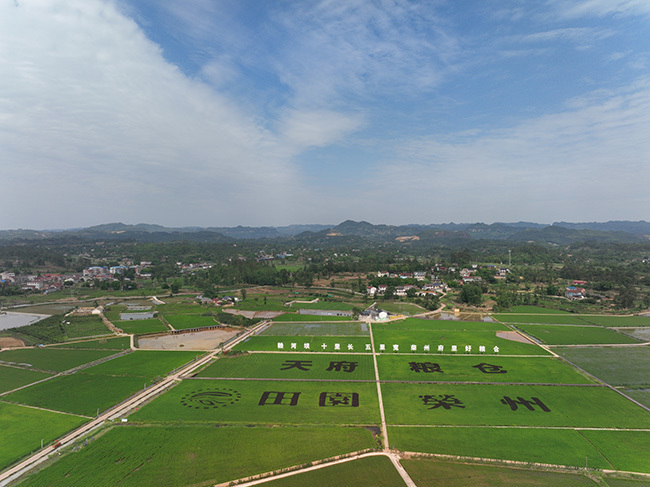 自贡荣县观山镇粮经复合打造更高水平天府粮仓