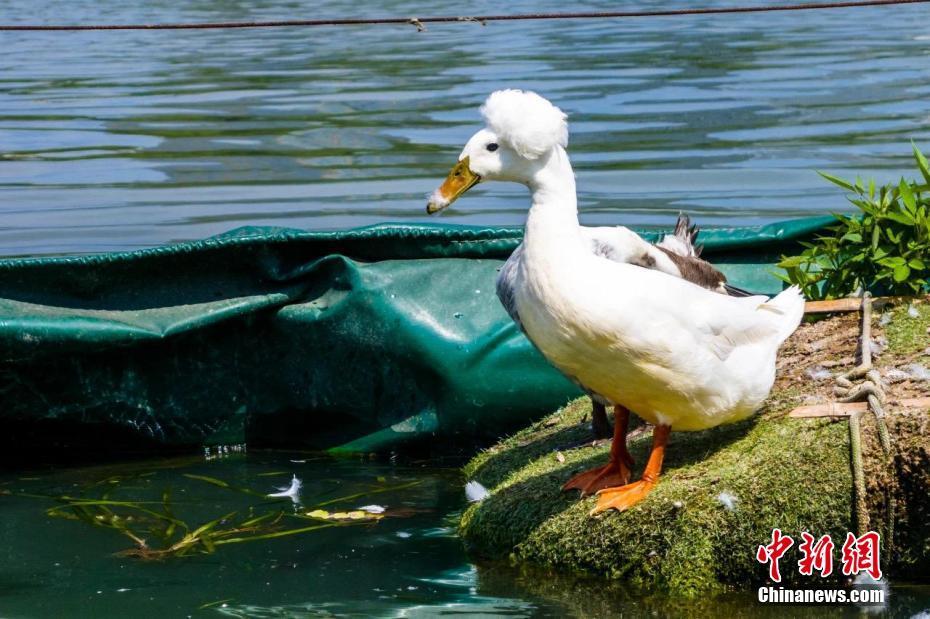 发型酷炫 南京玄武湖"爆炸头"鸭子走红