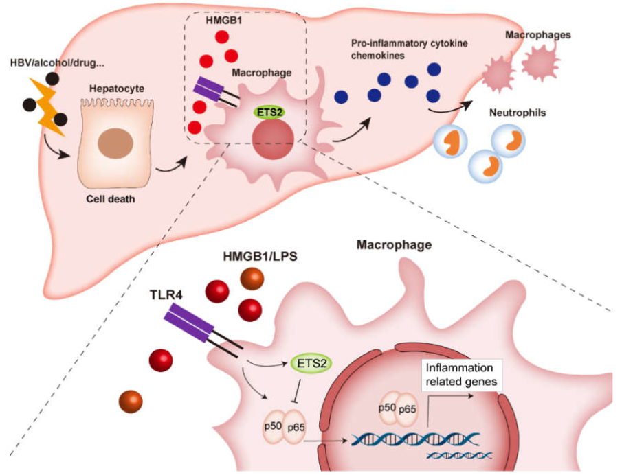 hbv