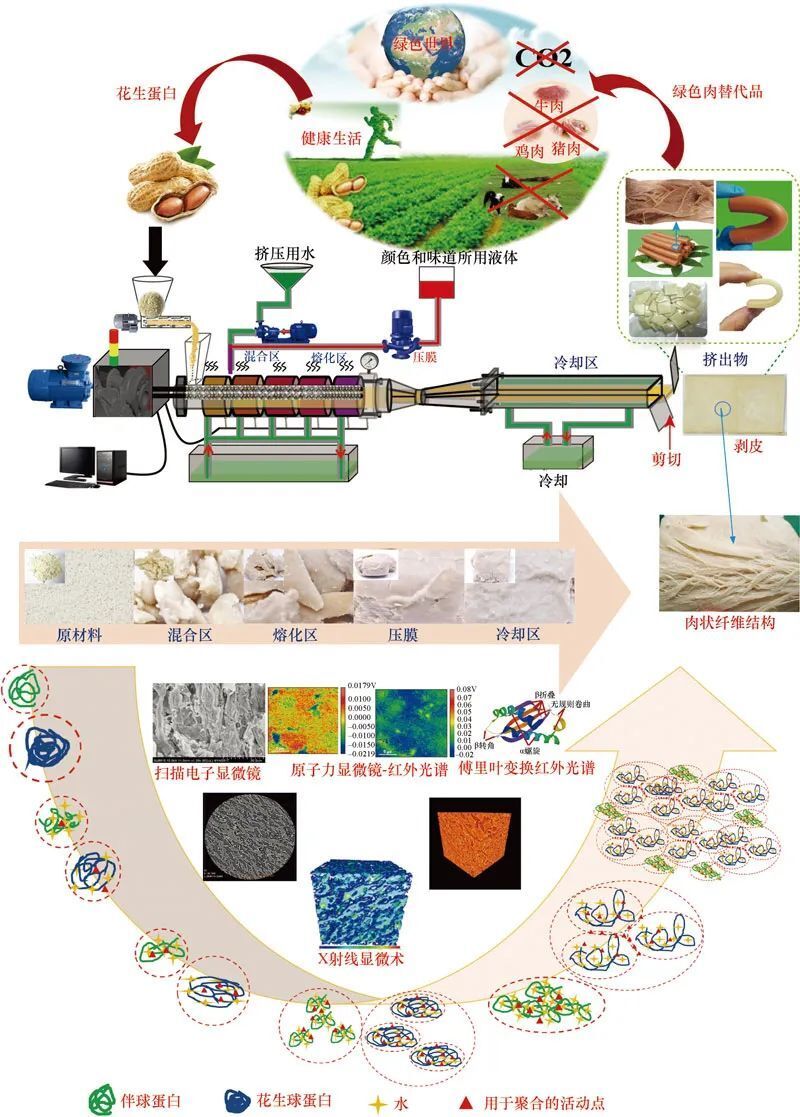 中国农业科学院王强研究员团队：食品多尺度结构与品质功能调控_腾讯新闻