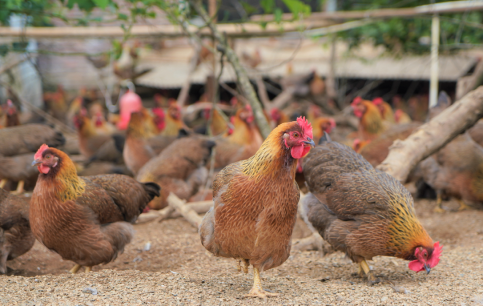 聚焦"百千万工程" | 凭实力"出圈":清远麻鸡的百天奋斗史