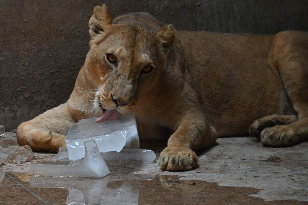5月24日,在巴基斯坦拉合尔的一家动物园,工作人员为老虎淋水解暑.