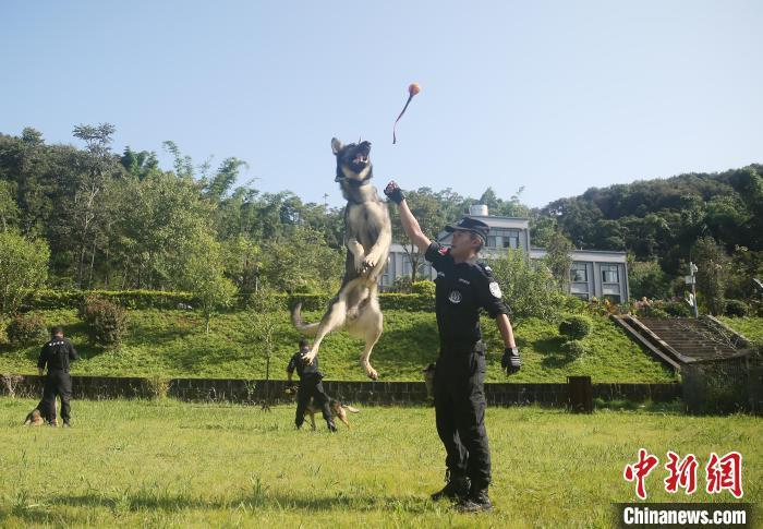 缉毒犬退役后图片