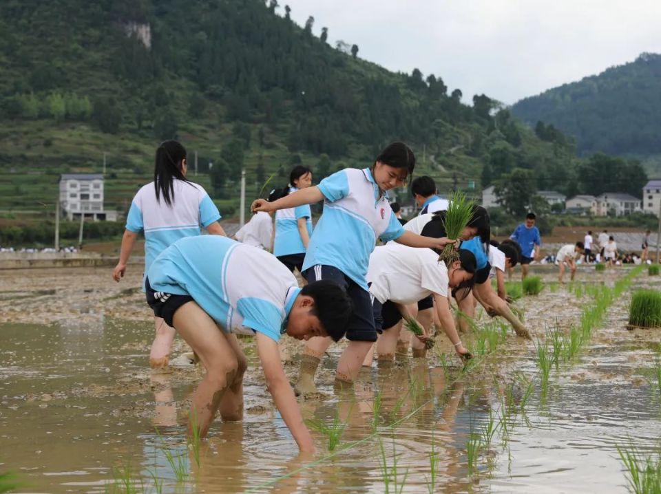 五育并举 绥心研学丨绥阳:400名学生下田插秧 脚沾泥土感悟劳动真谛