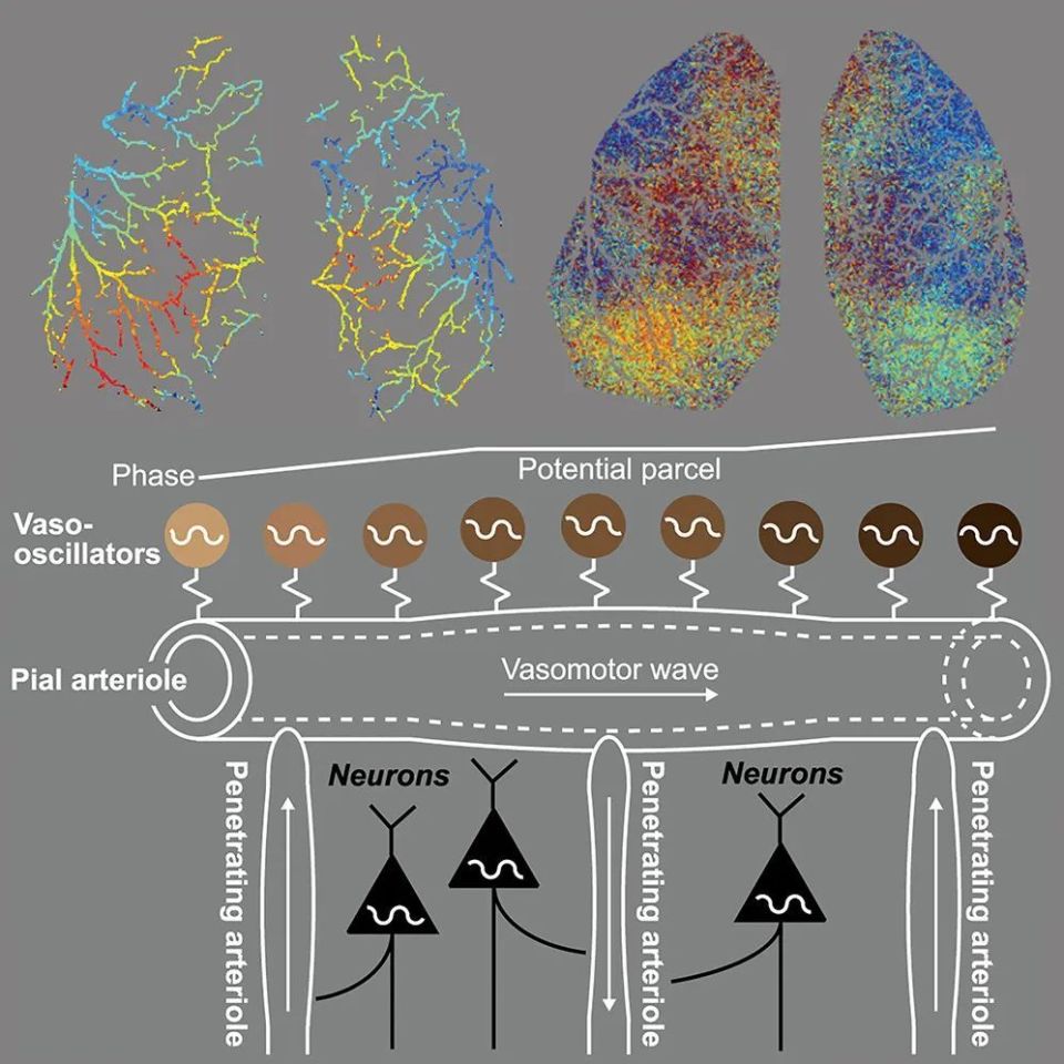 追问weekly | 分析人脑细胞10万序列,绘制大脑发育基