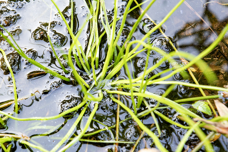 武宁县首次发现国家一级濒危保护植物中华水韭_腾讯新闻