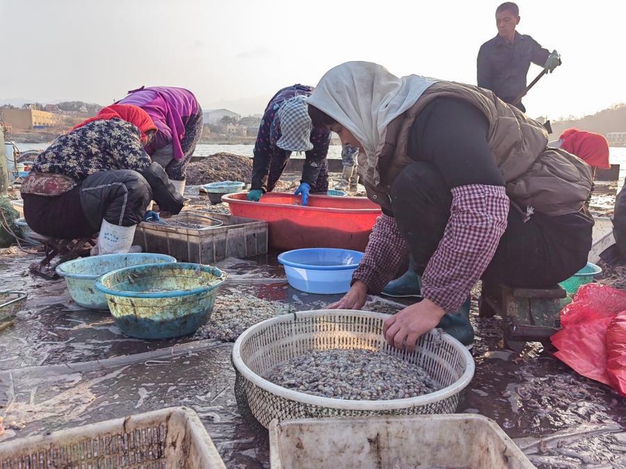 青岛赶大潮墨鱼豆新鲜上岸有渔船最多拉回上千斤