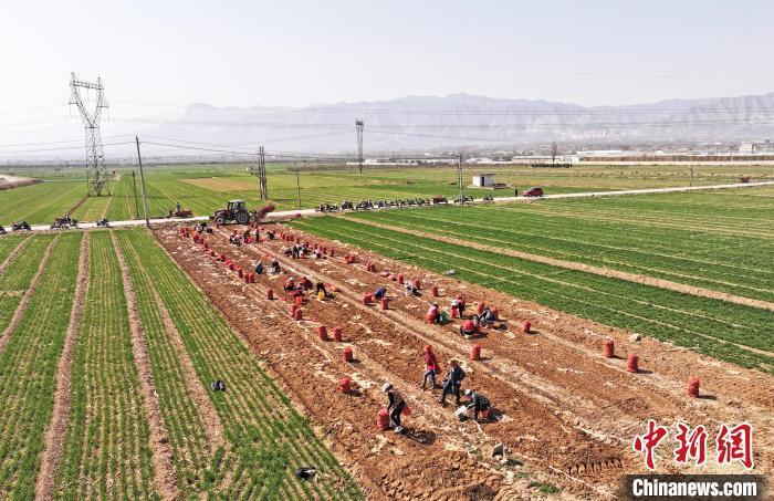 千年药乡山西运城药材变药财致富有良方