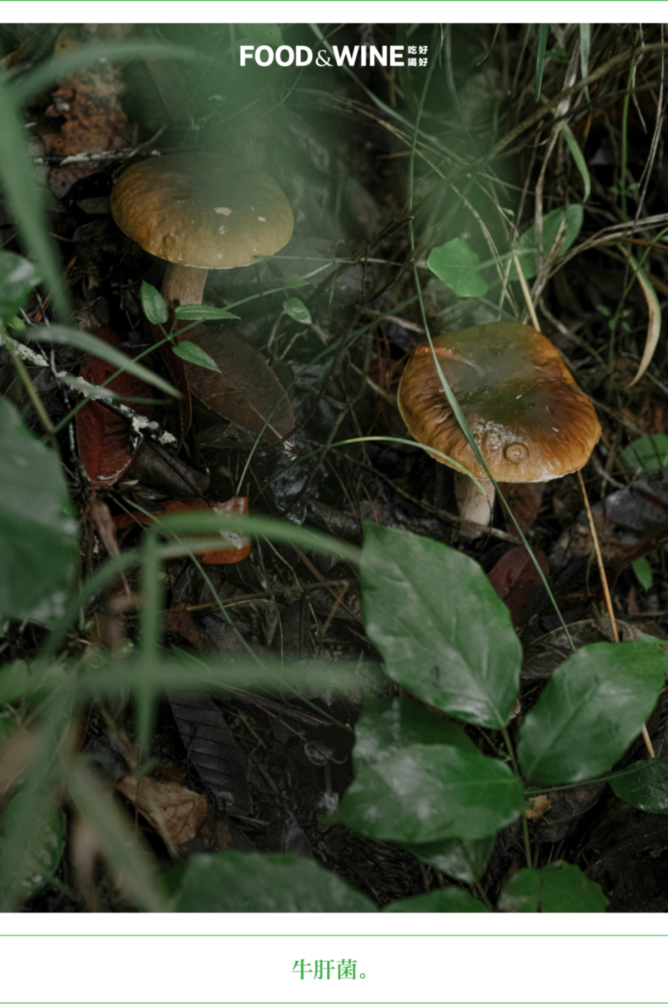 菌子启示录｜你要相信，有山的地方就有菌子_腾讯新闻