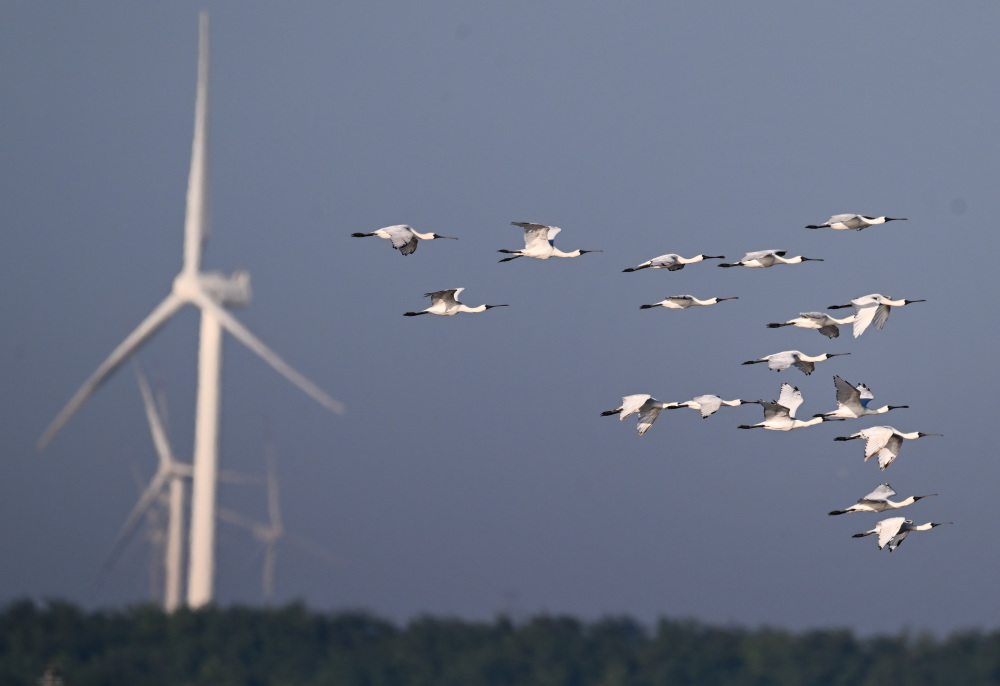 盐城黄海湿地珍禽异兽的乐园