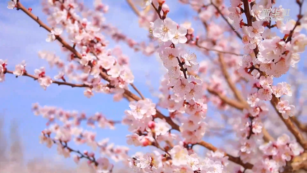 新疆吐鲁番杏花开迎客来