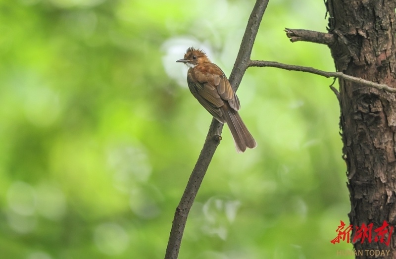 梳着莫西干发型的鸟