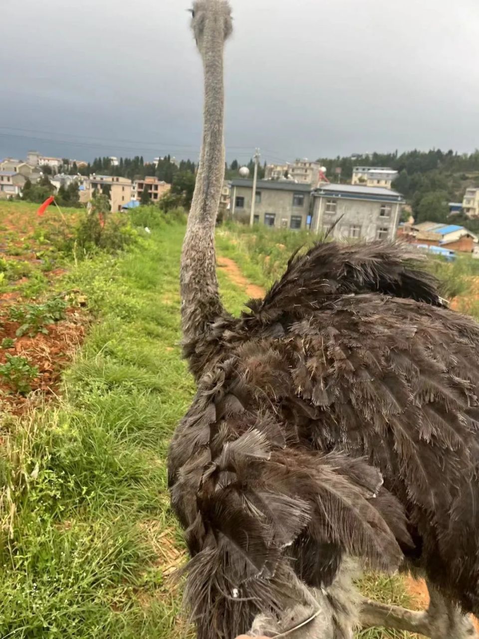 警察同志,我家菜地里有只鸵鸟……