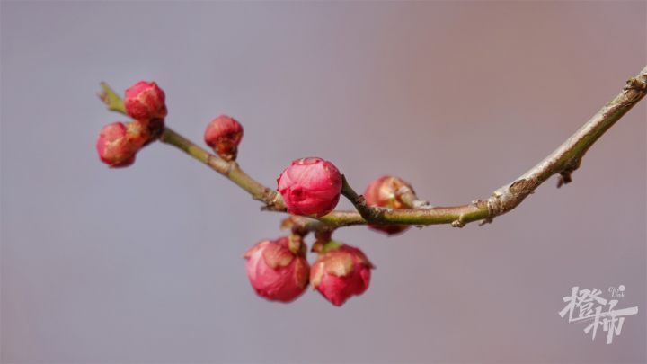 不過,這幾處的梅花還沒開,還得再過些日子.