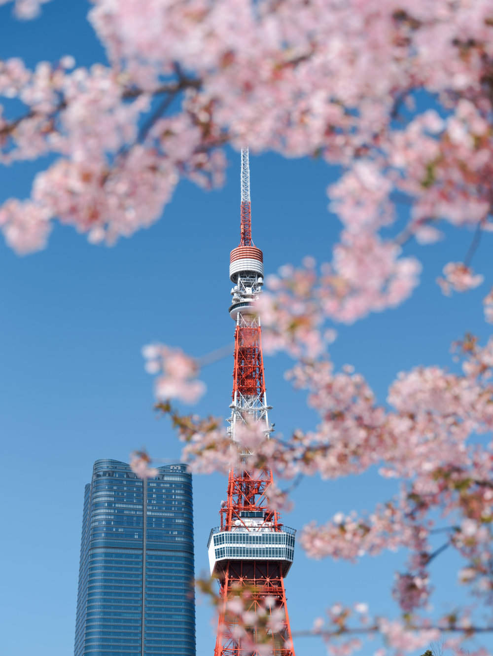 一周看天下丨日本:春日东京_腾讯新闻