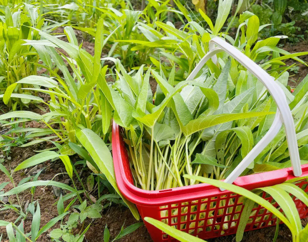 恶名远昭的空心菜,是"万毒之王","抽筋菜"?劝大家看清事实_腾讯新闻