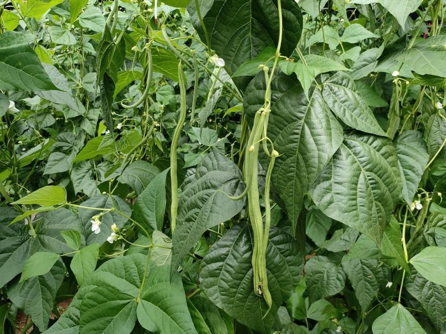 设施农业一线探访|东平街道:无丝豆正丰收,每斤卖到7块钱