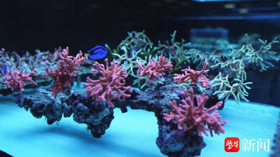他们是一家工厂化的远海陆基活体造礁珊瑚繁育基地,也是国内首家珊瑚