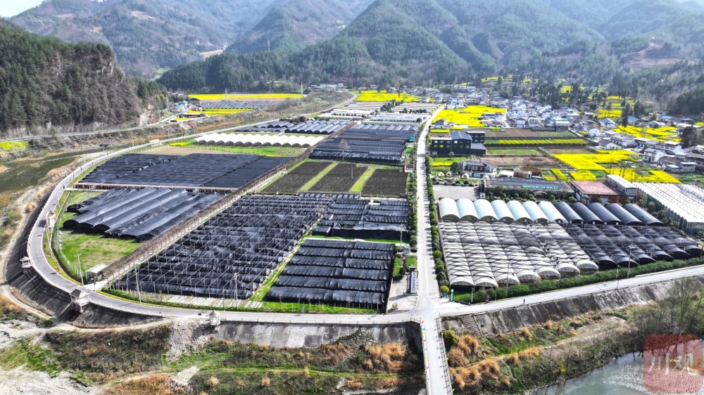 三个"妹儿"来了,给青川带来4亿多元收益!_腾讯新闻