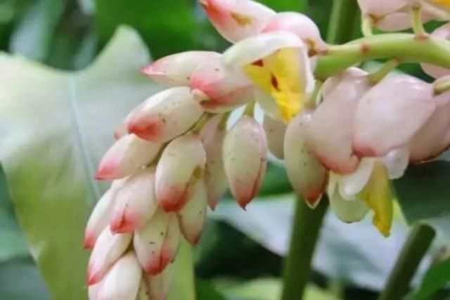 古诗中的中药之草——豆蔻_腾讯新闻