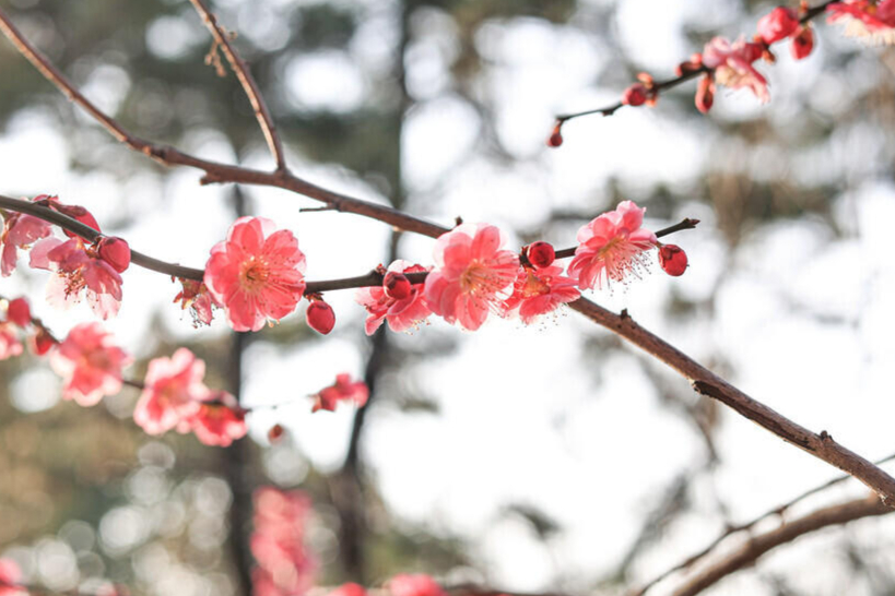 清朝人王拯也有"游龙"之词,其《水龙吟·行馆游龙两株,秋来作花,楚楚