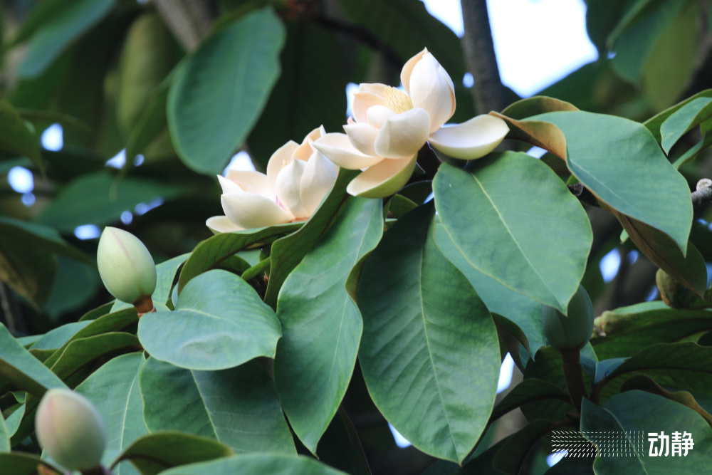 野性贵州 有问必答丨有种"莲花"长树上,花大色白惹人爱-腾讯新闻