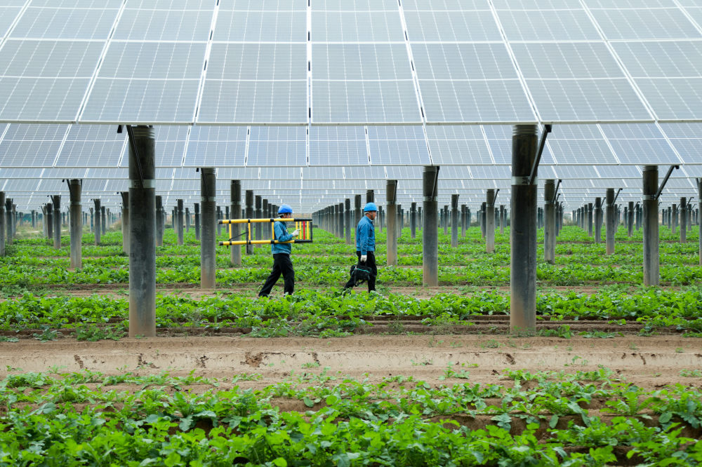 山东农光互补一地两用实现借光生金
