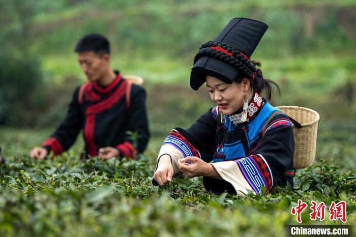 四川马边彝茶飘香小凉山高山茶开采