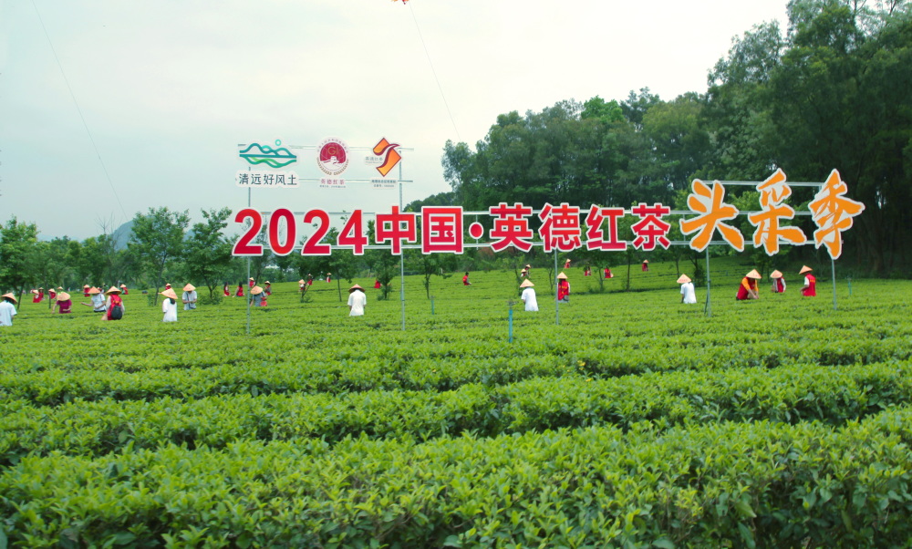 英德红茶将亮相巴黎奥运会