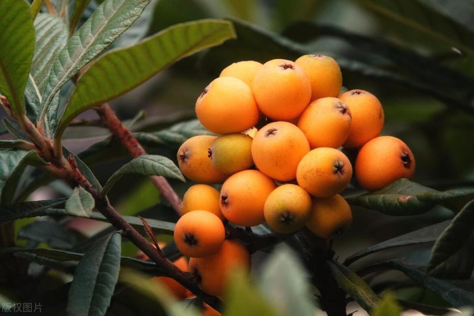 6种"公认"好吃的枇杷,有你家乡的吗?网友:吃过4种是水果猎人