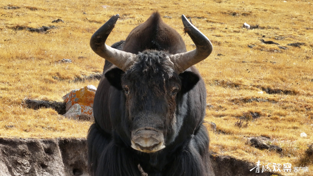 我眼中的大美青海净土天峻野生动物的家园