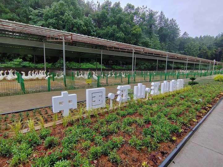 2016年,他回到家乡创建江山市童浩家庭农场,养殖林下生态土鸡,土鹅