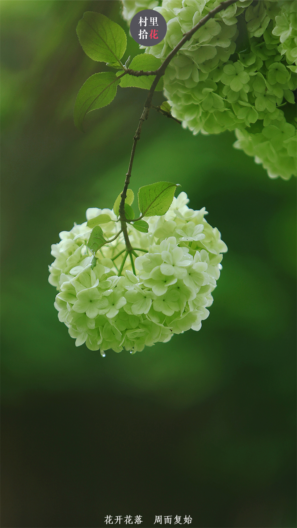 四月的木绣球,是充满诗情画意和哲学韵味的.