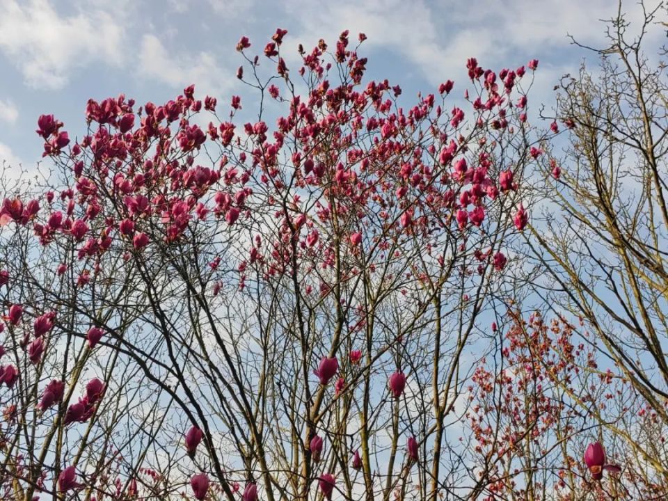 清镇樱花到底多久才开?戳_腾讯新闻