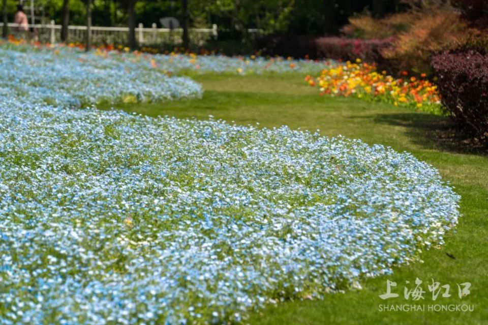 被虹口这片"油画花海"美到了